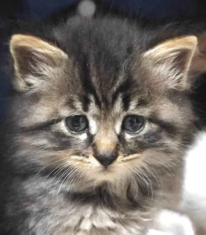 Gato ra a Mestico  idade Abaixo de 2 meses nome Nino 