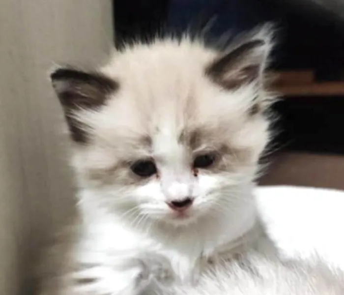 Gato ra a Mestico  idade Abaixo de 2 meses nome Júnior 