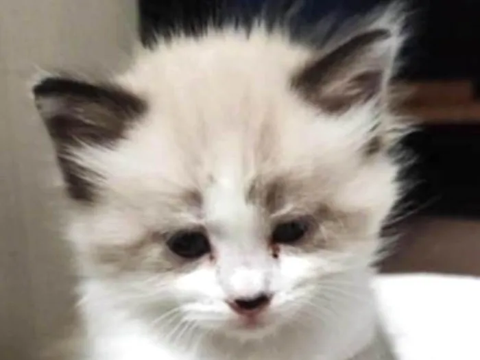 Gato ra a Mestico  idade Abaixo de 2 meses nome Júnior 