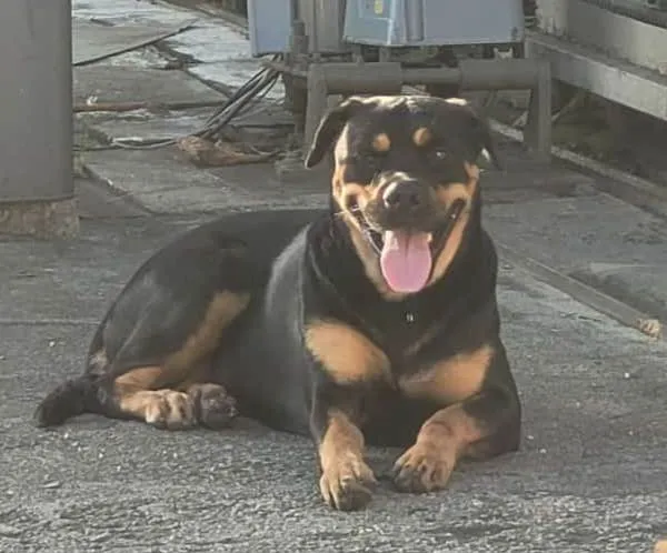 Cachorro ra a Mestiça rotwailler  idade 3 anos nome Pandora 