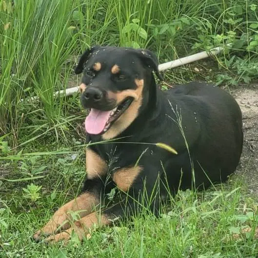 Cachorro ra a Mestiça rotwailler  idade 3 anos nome Pandora 