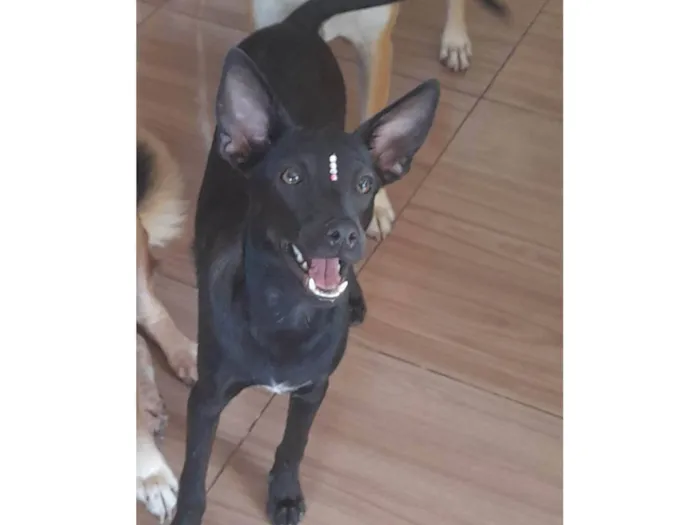 Cachorro ra a Mestiça pincher idade 1 ano nome Lilica