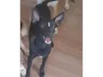 Lilica