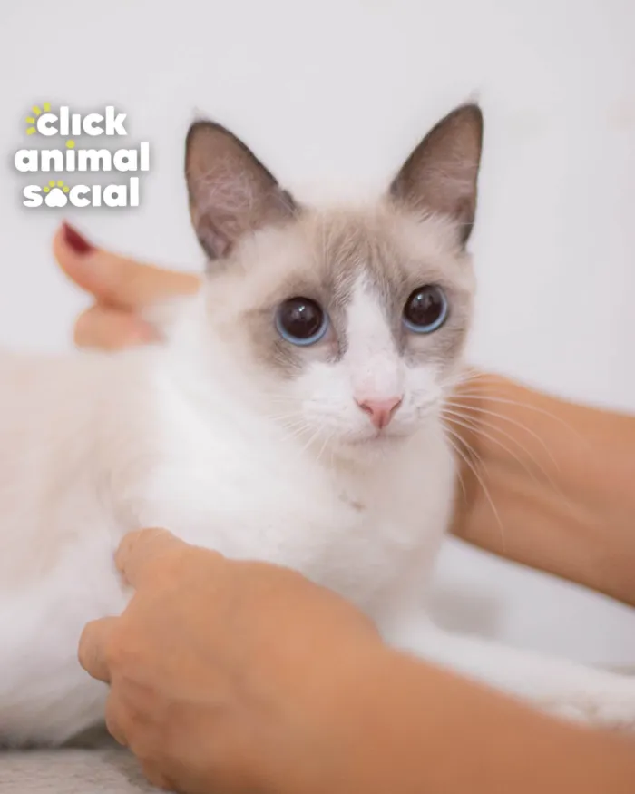 Gato ra a SRD-ViraLata idade 2 a 6 meses nome JONNY