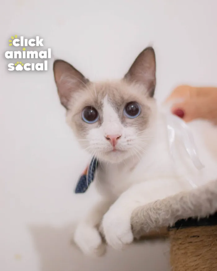 Gato ra a SRD-ViraLata idade 2 a 6 meses nome JONNY