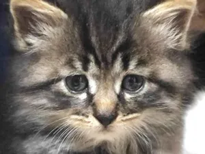 Gato raça Mestico  idade Abaixo de 2 meses nome Nino 