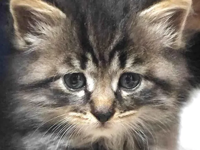 Gato ra a Mestico  idade Abaixo de 2 meses nome Nino 
