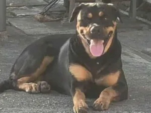 Cachorro raça Mestiça rotwailler  idade 3 anos nome Pandora 