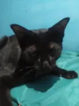 Pretinho