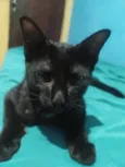 Pretinho