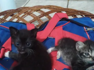 Gato raça Branco e Preto e tigrado idade 2 a 6 meses nome Frajolinha e pintadinho
