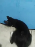 Frajolinha e pintadinho