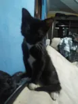 Frajolinha e pintadinho