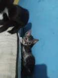 Frajolinha e pintadinho