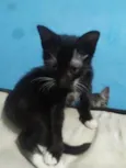 Frajolinha e pintadinho