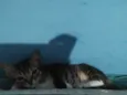 Frajolinha e pintadinho