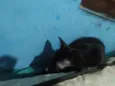 Frajolinha e pintadinho