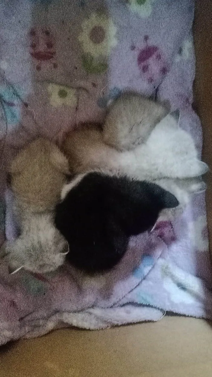 Gato ra a Viralata idade Abaixo de 2 meses nome Não tem nome 