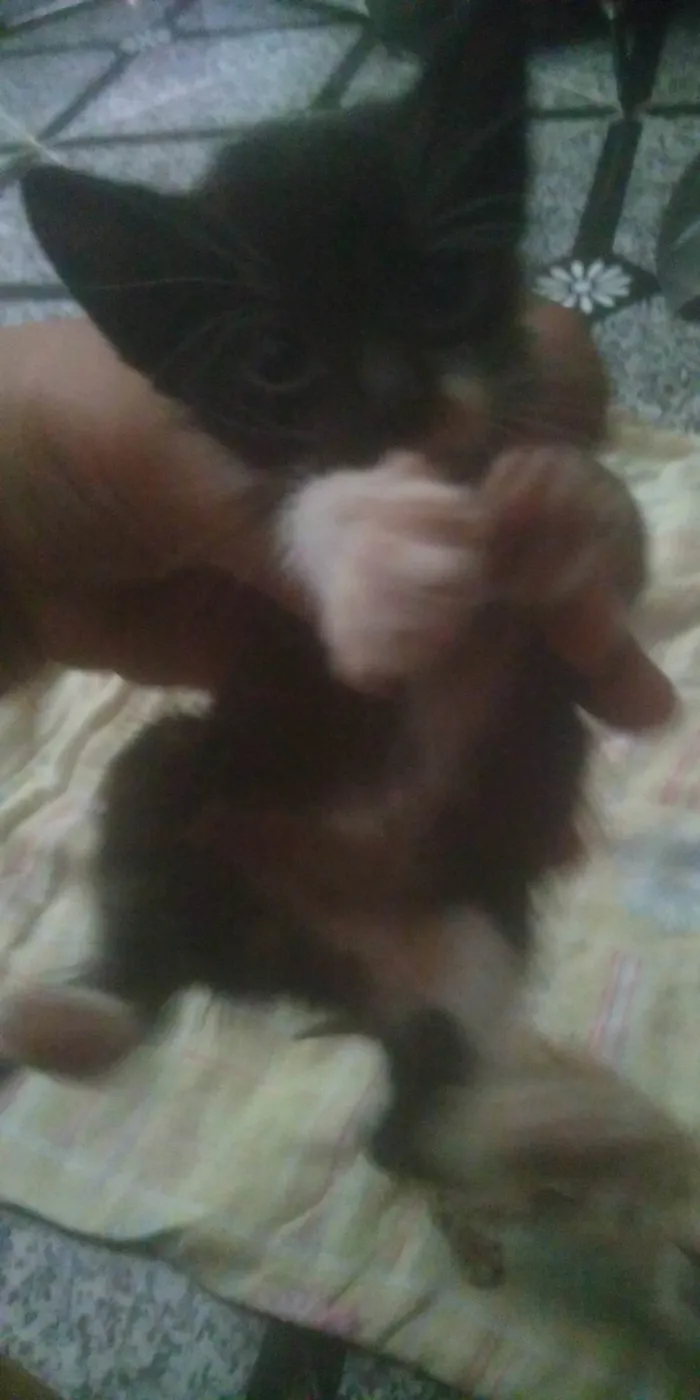 Gato ra a Viralata idade Abaixo de 2 meses nome Não tem nome 