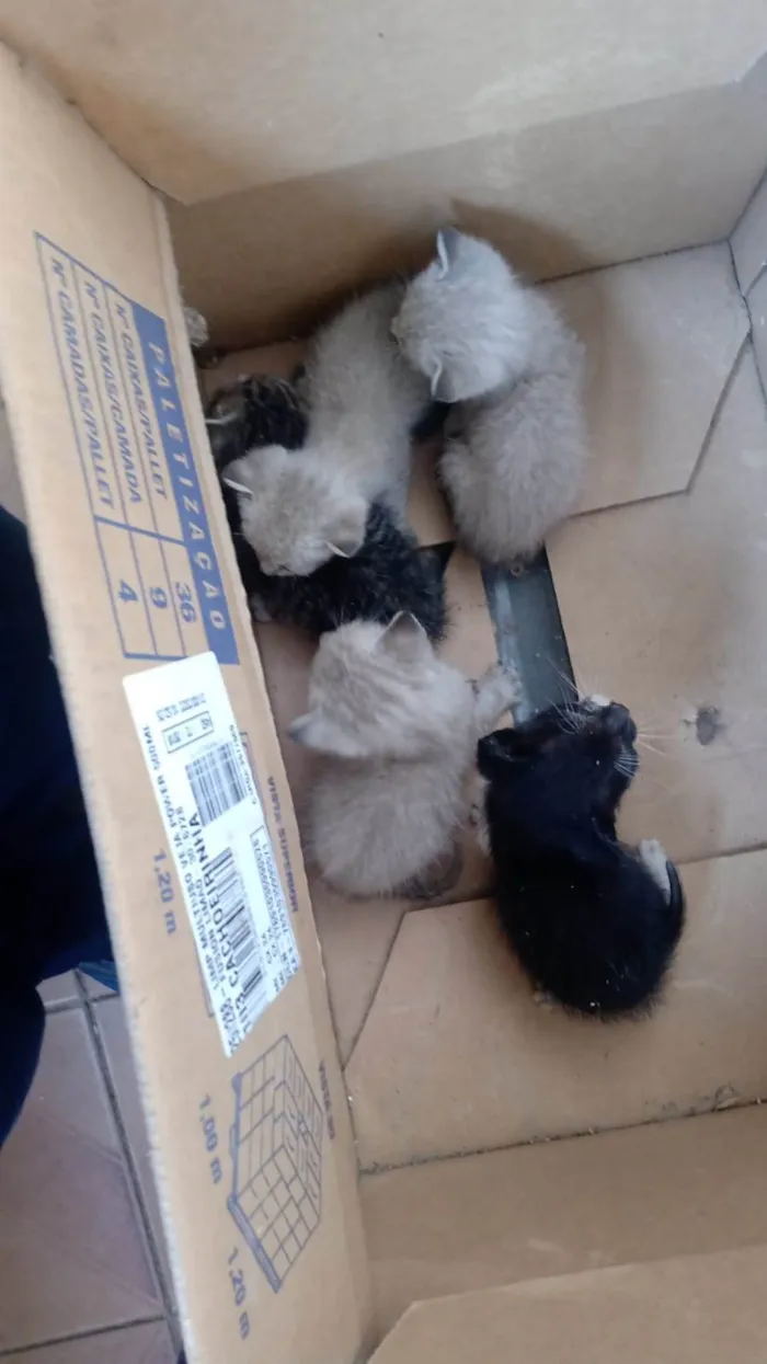 Gato ra a Viralata idade Abaixo de 2 meses nome Não tem nome 