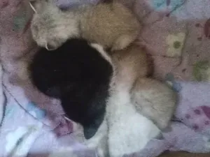 Gato raça Viralata idade Abaixo de 2 meses nome Não tem nome 