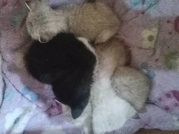 Gato ra a Viralata idade Abaixo de 2 meses nome Não tem nome 