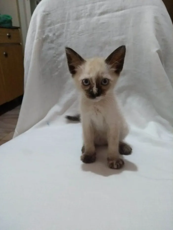 Gato ra a SRD-ViraLata idade Abaixo de 2 meses nome Alice