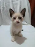 Laís