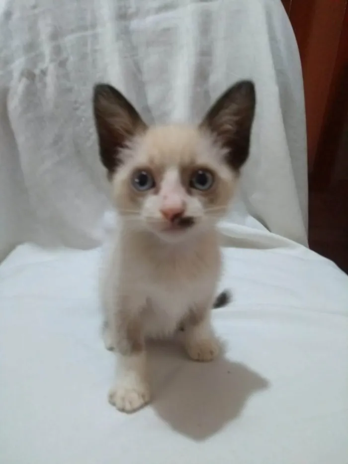 Gato ra a SRD-ViraLata idade Abaixo de 2 meses nome Laís