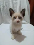 Laís