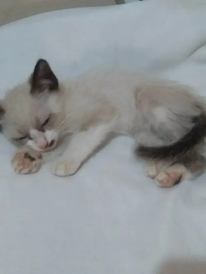 Gato ra a SRD-ViraLata idade Abaixo de 2 meses nome Laís