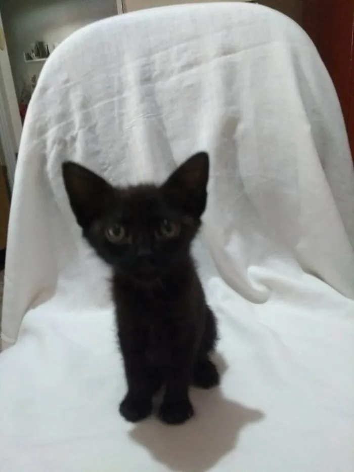 Gato ra a SRD-ViraLata idade Abaixo de 2 meses nome Íris
