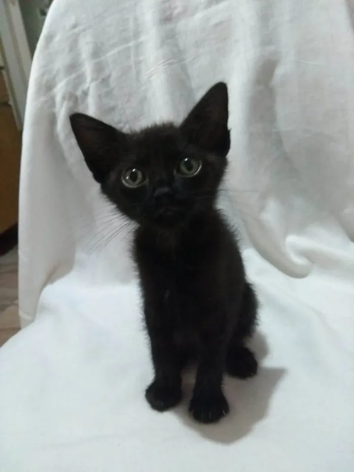 Gato ra a SRD-ViraLata idade Abaixo de 2 meses nome Íris