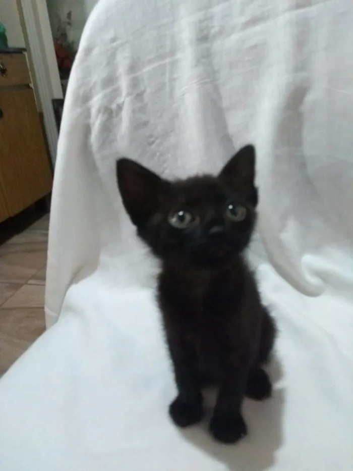 Gato ra a SRD-ViraLata idade Abaixo de 2 meses nome Íris