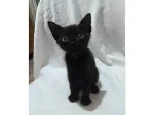 Gato raça SRD-ViraLata idade Abaixo de 2 meses nome Íris