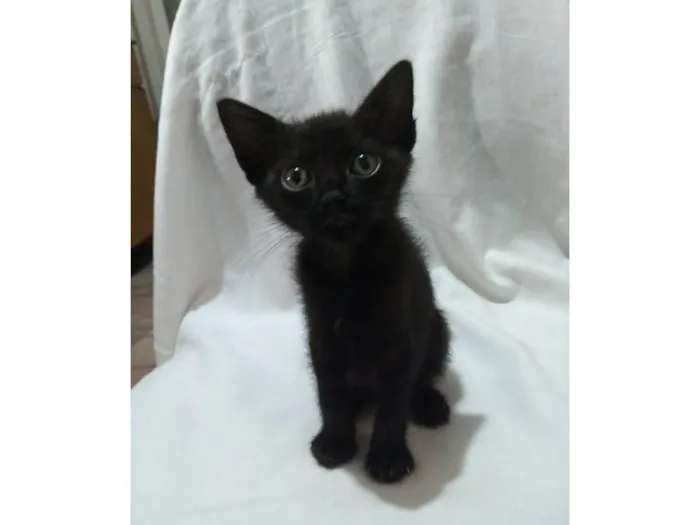 Gato ra a SRD-ViraLata idade Abaixo de 2 meses nome Íris