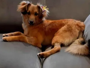 Cachorro raça SRD-ViraLata idade 7 a 11 meses nome Sorte