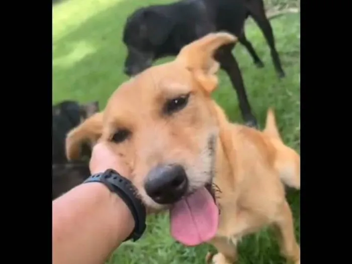 Cachorro ra a SRD-ViraLata idade 3 anos nome Shakira 