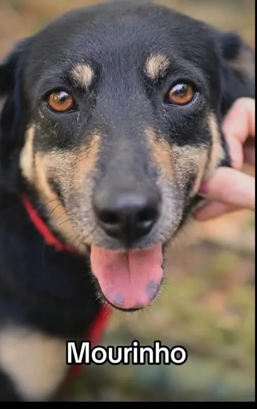 Cachorro ra a SRD-ViraLata idade 2 anos nome Mourinho