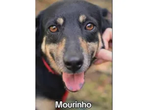 Cachorro raça SRD-ViraLata idade 2 anos nome Mourinho
