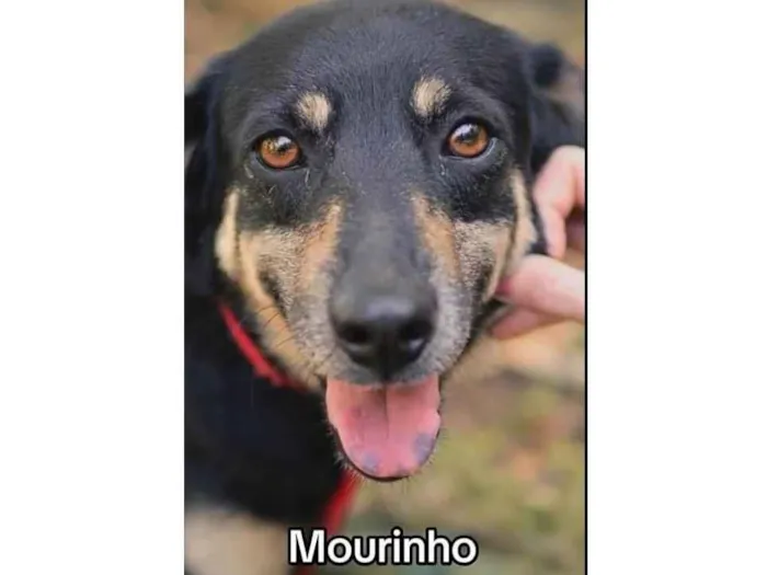 Cachorro ra a SRD-ViraLata idade 2 anos nome Mourinho