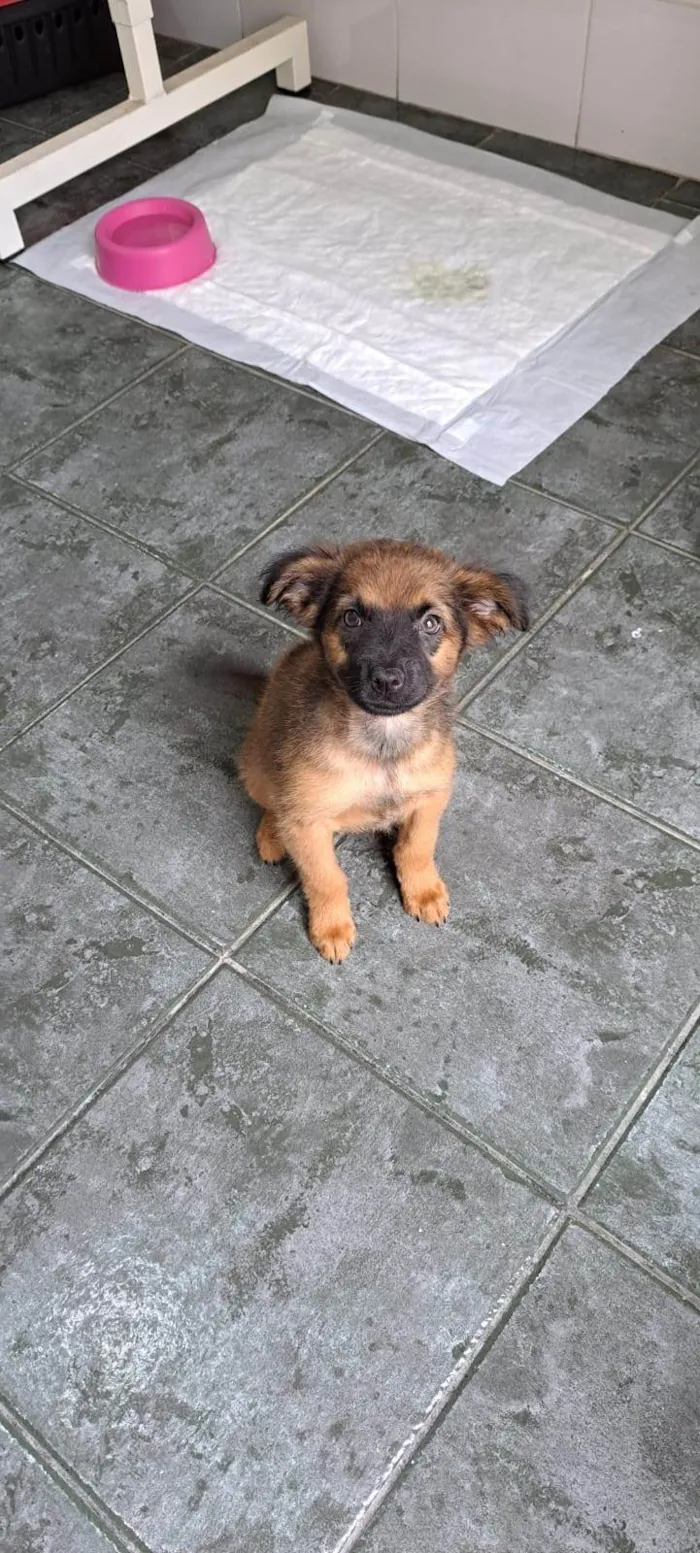 Cachorro ra a SRD-ViraLata idade 2 a 6 meses nome Duda