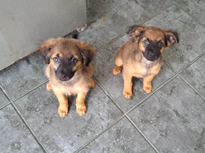 Cachorro ra a SRD-ViraLata idade 2 a 6 meses nome Duda