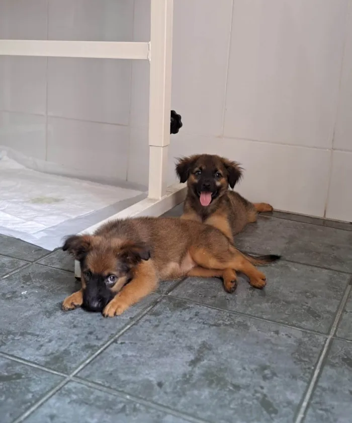 Cachorro ra a SRD-ViraLata idade 2 a 6 meses nome Duda