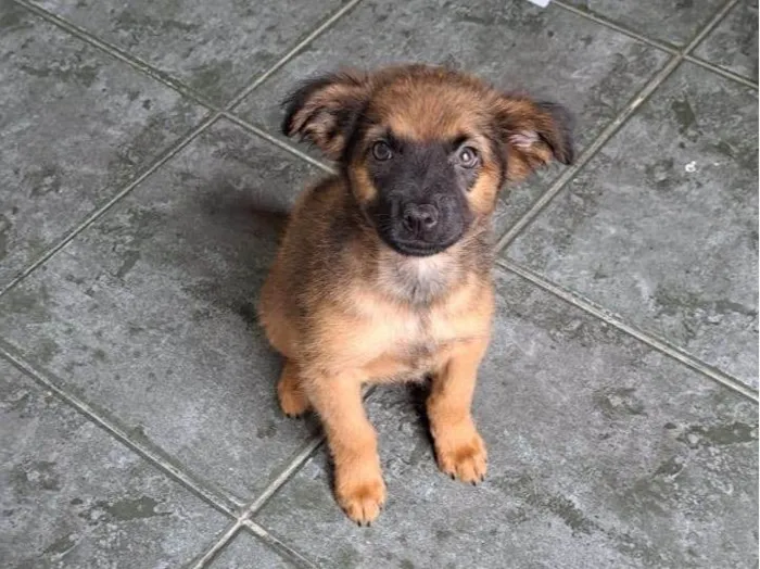 Cachorro ra a SRD-ViraLata idade 2 a 6 meses nome Duda