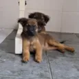 Lola