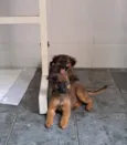 Lola