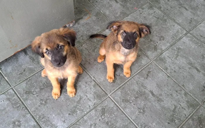 Cachorro ra a SRD-ViraLata idade 2 a 6 meses nome Lola