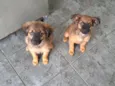 Lola
