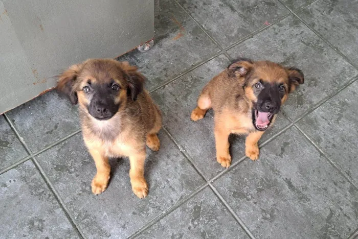 Cachorro ra a SRD-ViraLata idade 2 a 6 meses nome Lola